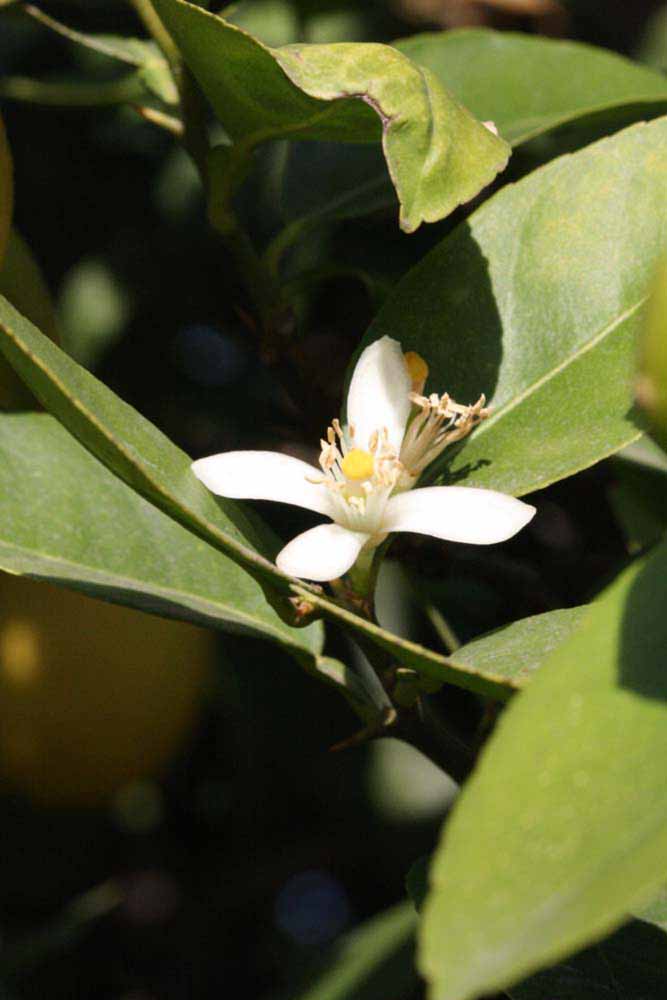            Flower (Abhayapuri, Riverside, CA)   